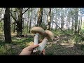 Лес одарил грибами. Подберезовики, Грабовики, Обабки.