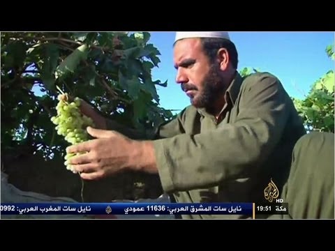 معاناة مزارعو العنب الأفغان