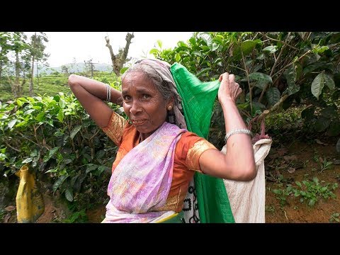 Video: Plantaciones de té. Atracciones de Sri Lanka: plantaciones de té