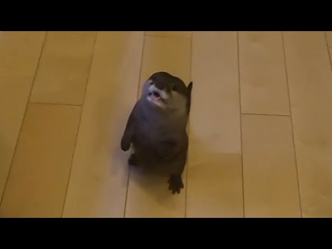 ??????? ???????????????????? Setsubun day otter and cat