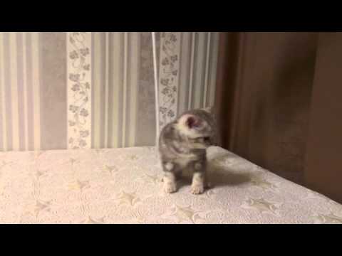 Лиловый мраморный скоттиш-страйт