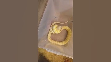 albino Darwin carpet python feeding