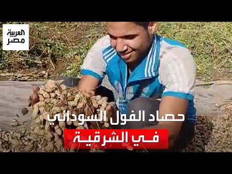 بشائر الخير انطلاق موسم حصاد محصول الفول السوداني في الشرقية