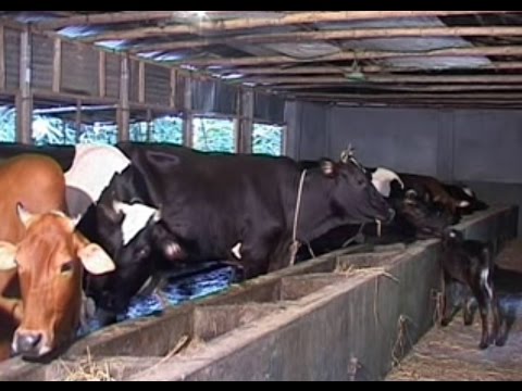 How to build and maintain a cowshed - YouTube
