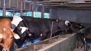 How to build and maintain a cowshed Ideal Cowshed Making & Management video produced by making markets and livelihoods programme of Practical Action,