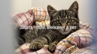 Стационар для животных на Речном вокзале Стационар для животных на Речном вокзале