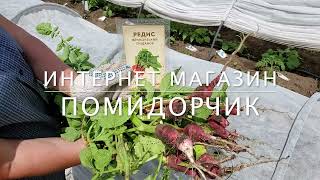 Семена редиса Французский завтрак | Редиска выращивание из пачки семян |  От семян редиса до урожая