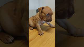 2 Puppies Left, 1 Male And 1 Female