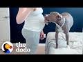 Pittie Can't Stop Pushing Her Snout Into Her Mom's Pregnant Belly | The Dodo Soulmates