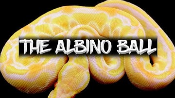 The Albino Ball Python!
