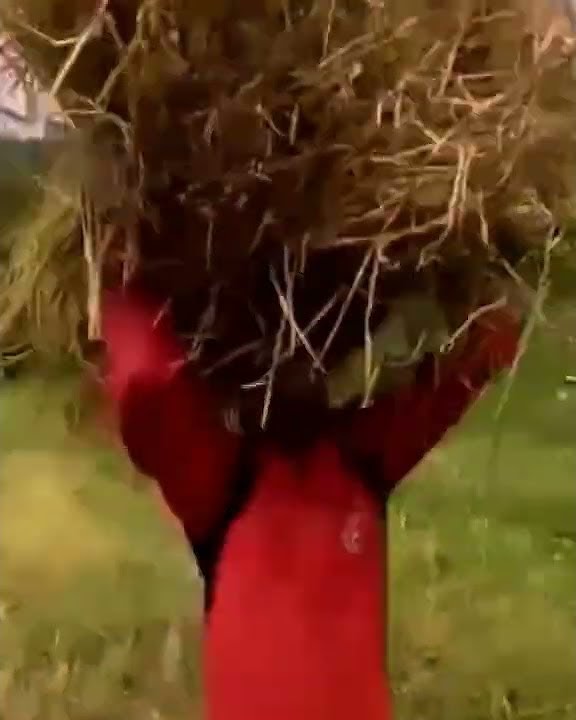 story wa petani panen padi // suasana panen padi di sawah