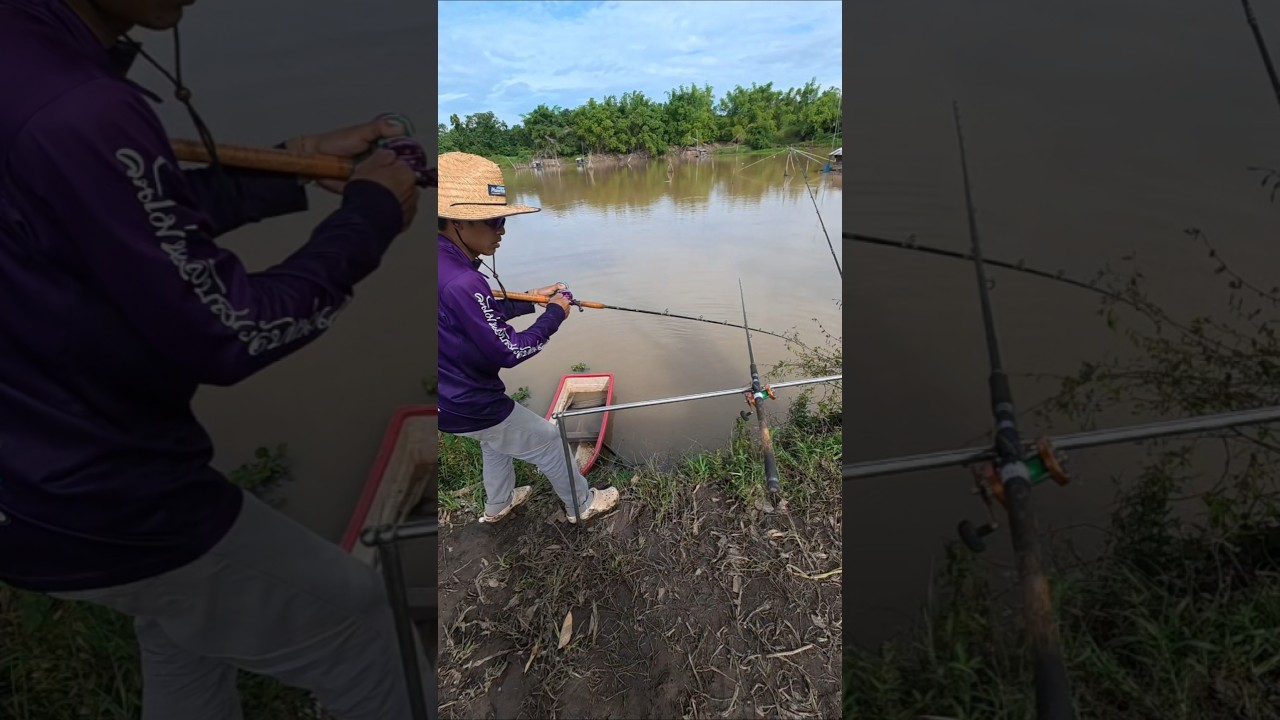 อีกตัวยังไม่ขึ้นเลยกินอีกแล้ว #ตกปลาบ่อ #fishing #fish #ตกปลาสวาย