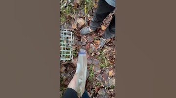 Traping possums #possums #espresso #animals #hunting #trap #traping