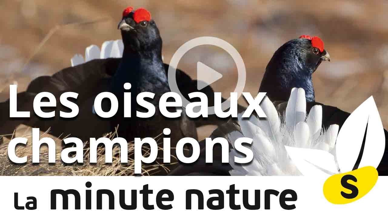 documentaire streaming Ep. 26. : TROIS OISEAUX CHAMPIONS