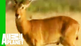 Snake Regurgitates Antelope