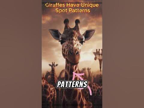 Interesting Facts - Giraffes Have Unique Spot Patterns #fatcs - YouTube