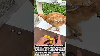 닭은 얼마나 똑똑할까? 지능 측정 실험 #worker #process #education #science #behavior
