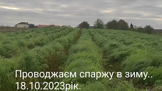 Проводжаєм спаржу в зиму.18.10.2023рік.