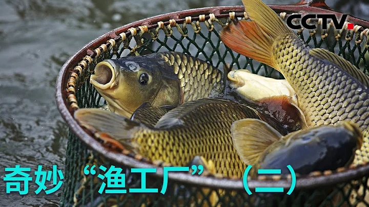 智能「漁工廠」 循環水養魚高效又環保！20230301 奇妙「漁工廠」（二）|《創新進行時》CCTV科教 - 天天要聞
