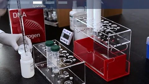 How to purify transfection-grade plasmid DNA