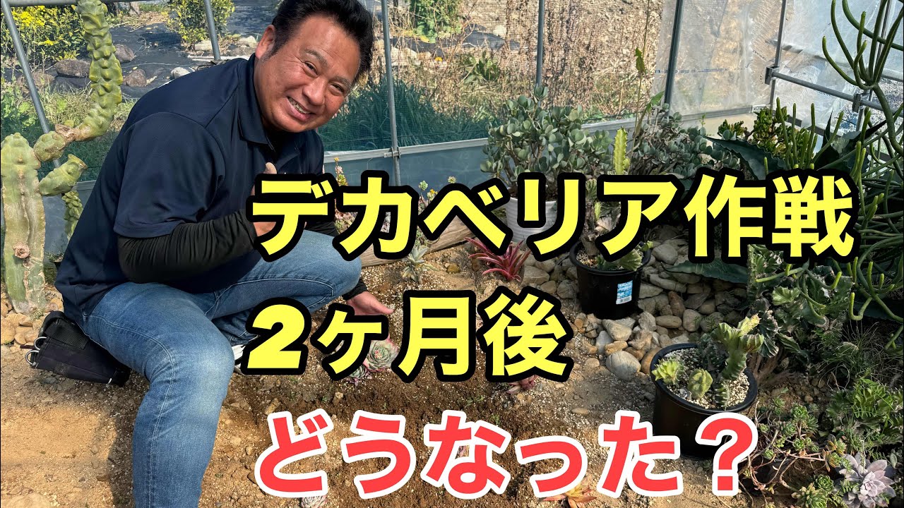 【デカベリア】3ヶ月後どうなった？