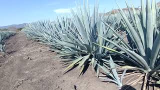 es preocupante el precio del agave ,en 2024 aquí unos detalles .