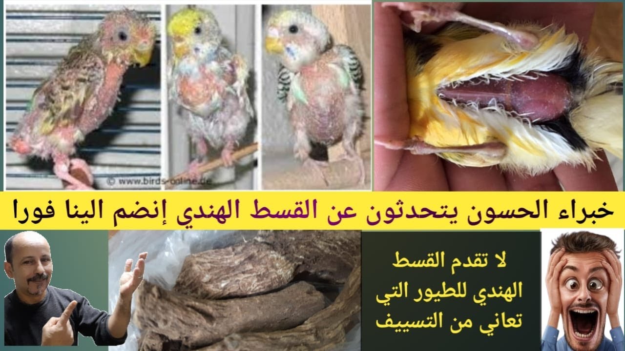 لماذا لا نقدم القسط الهندي للطيور التي تعاني من التسييف / هل القسط الهندي يعالج سوسة الريش /