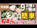 【バラ栽培は難しくない🌹】初心者&ずぼらでも育てられる品種の選び方❗️9品種を厳選して紹介【ガーデニング】【園芸】