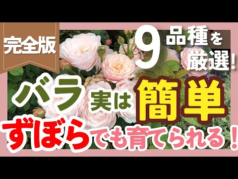ブラッサボラランの育て方：初心者でも失敗しない3つのコツ