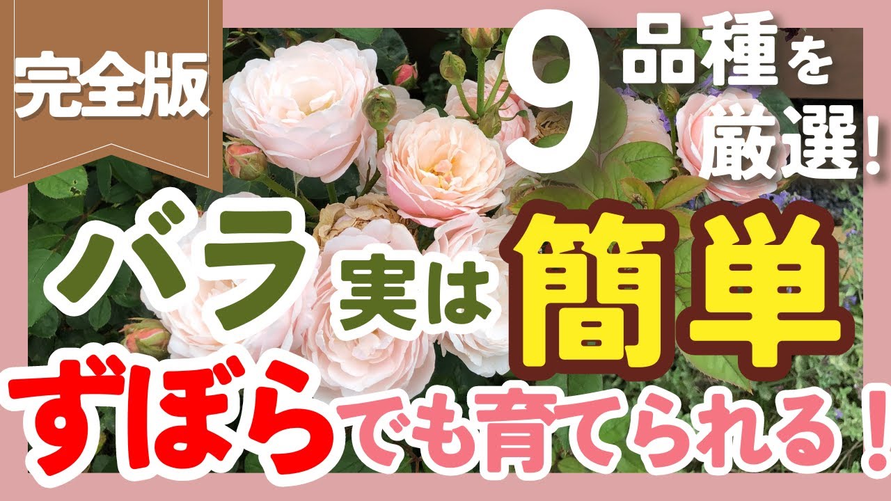 【バラ栽培は難しくない🌹】初心者&ずぼらでも育てられる品種の選び方❗️9品種を厳選して紹介【ガーデニング】【園芸】