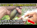 INI UMPAN PALING AMPUH BUAT MANCING ikan Betok/Papuyu #mancingmania #mancingliar