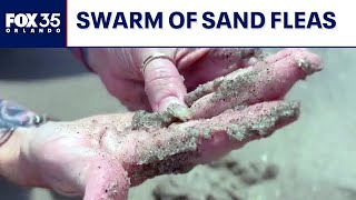 Swarm of sand fleas spotted on Florida's Space Coast