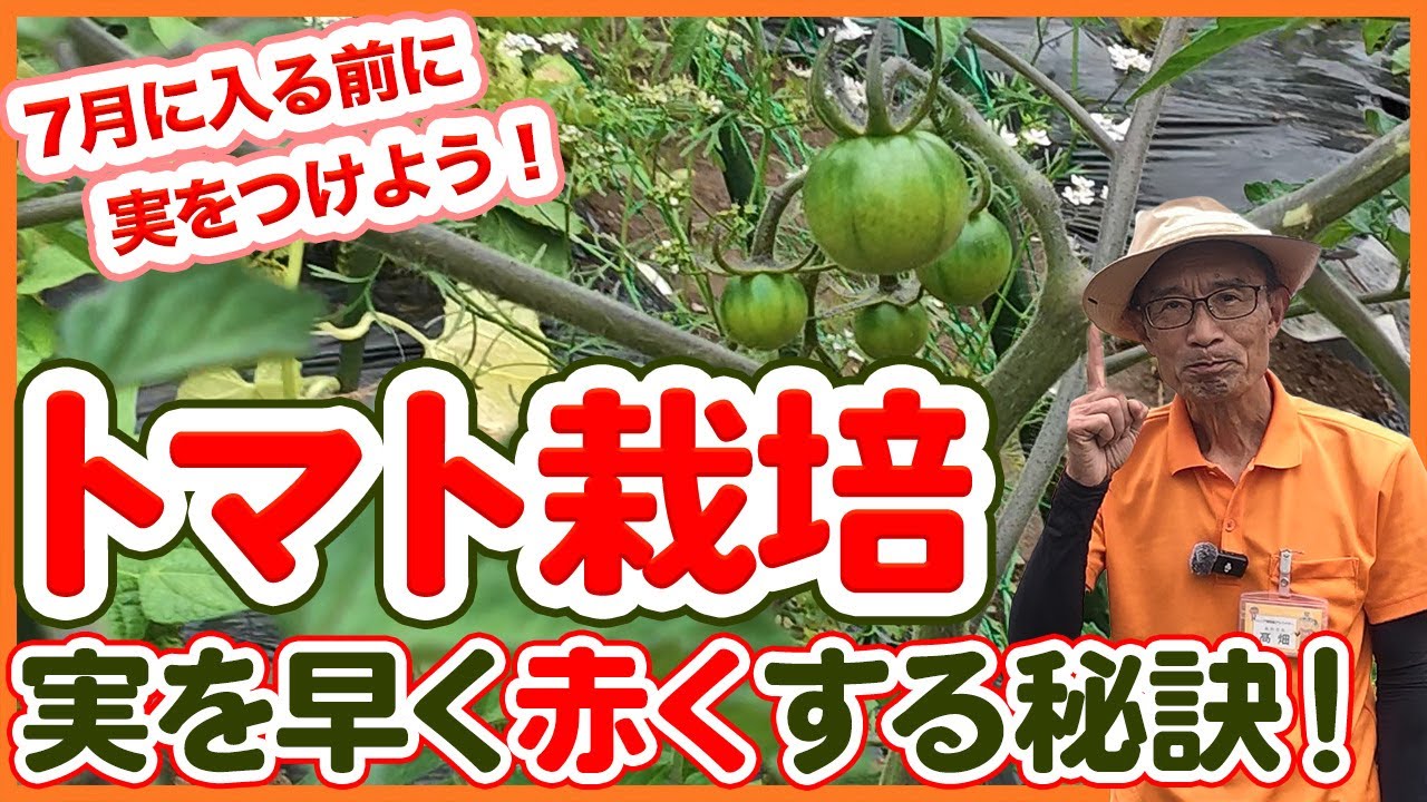 The secret to getting tomatoes to turn red! A thorough explanation