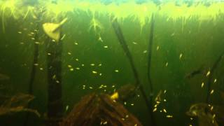 Dang mts all over this duckweed and frogbit