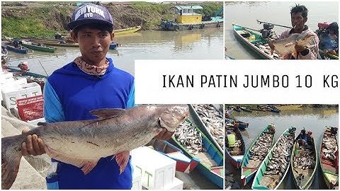Ikan #Patin Jumbo di Tempat Pelelangan Ikan | SOPPENG DANAU TEMPE