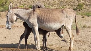 Donkey Feeding Her Baby Kid In Forest