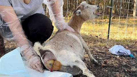 That’s NOT Supposed to Happen!  [Miniature Goat Labor & Delivery]