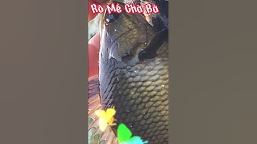 Câu Cá Rô Mề Chà Bá. #shorts #inshot #giaitri #dammecauca #caucagiatri