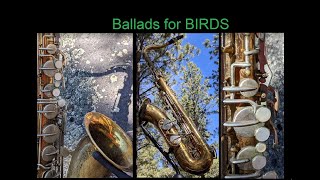 Birds Join In With A Saxophonist In A Utah Forest
