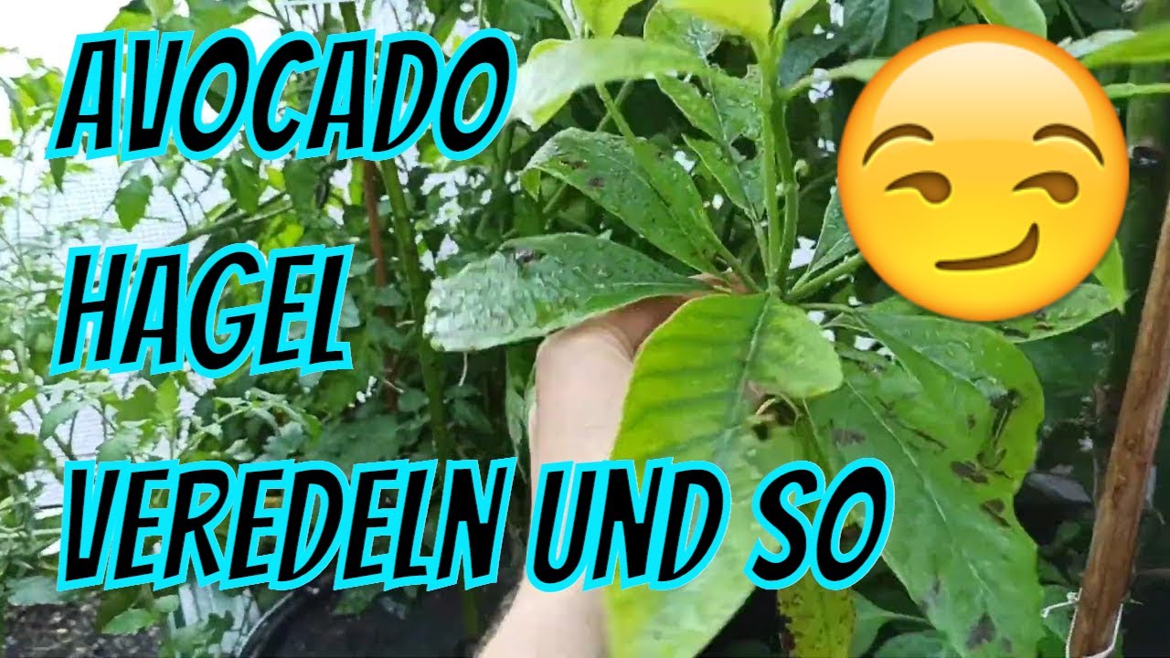 Avocado nach Hagelschaden: So rettest du Triebe und Krone