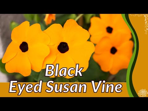 וִידֵאוֹ: Black Eyed Susan Vine Plant: How To Care For Black Eyed Susan Vines