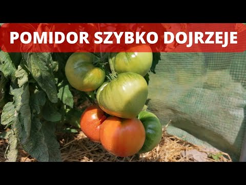 Jak przyspieszyć dojrzewanie pomidorów? duży plon.