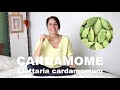 Lhuile essentielle de cardamome  elettaria cardamomum belle digestive et purifiante intestinale