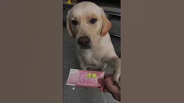 Dogs Playing With Money Funny Dog Troll Face Short Video 2025 