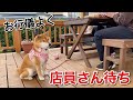 【柴犬】ハンバーガー注文したら誰よりもお行儀よく店員さんのこと待ってた。