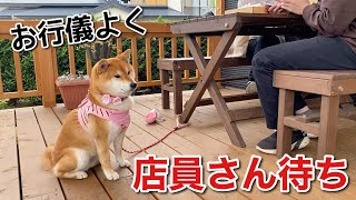 【柴犬】ハンバーガー注文したら誰よりもお行儀よく店員さんのこと待ってた。