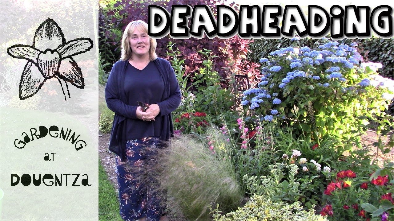 Should You Deadhead Calendula Flowers: Learn How To Deadhead A