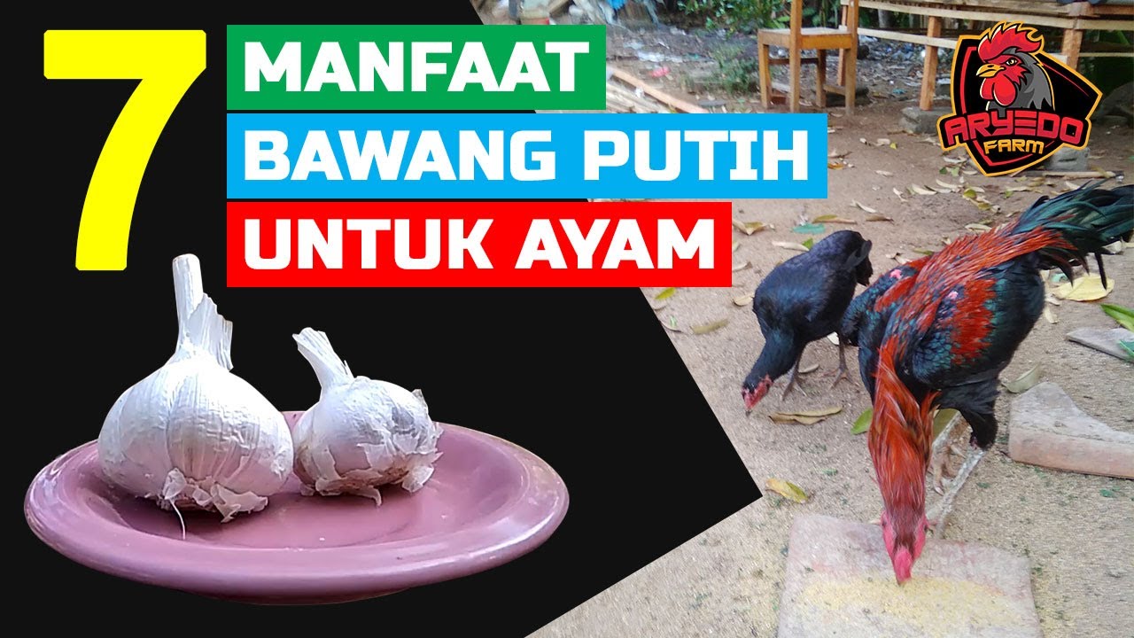 Cara mengobati bubul ayam dengan bawang putih