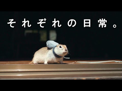 新しいことわざを生みだしたリス【リチャードソンジリス】181