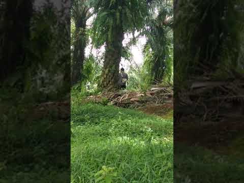 #Viral Mesum di kebun sawit terekam camera